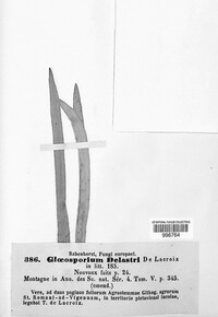 Diplosporonema delastrei image